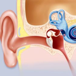 Cochlea cochlear kenhub anatomy system ventral oval apex window do hear