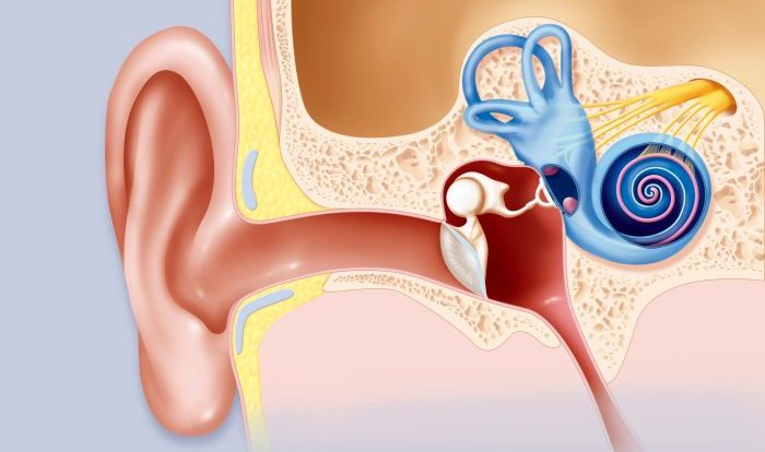 Cochlea cochlear kenhub anatomy system ventral oval apex window do hear