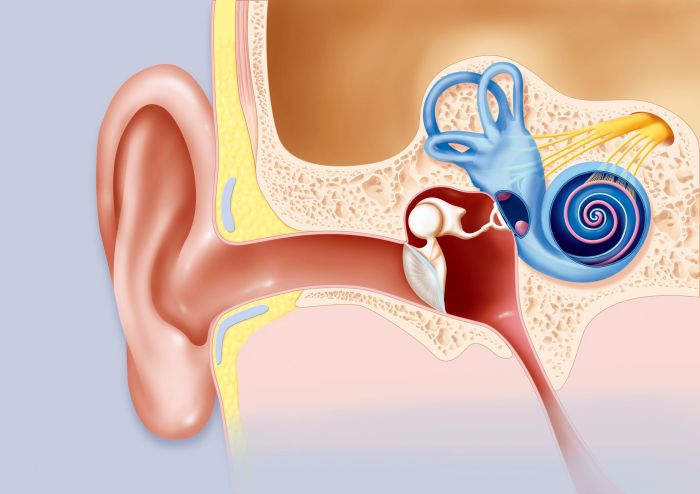 Cochlea cochlear kenhub anatomy system ventral oval apex window do hear