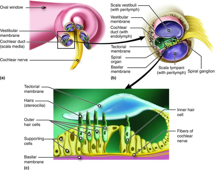 Label the structures of the cochlea.