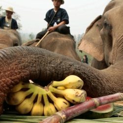 George of the jungle elephant crossword