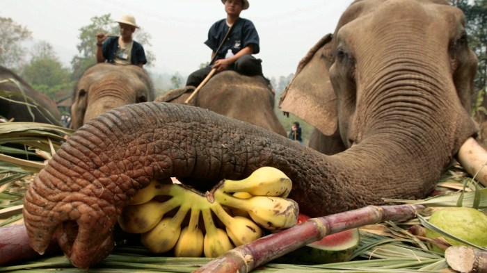 George of the jungle elephant crossword