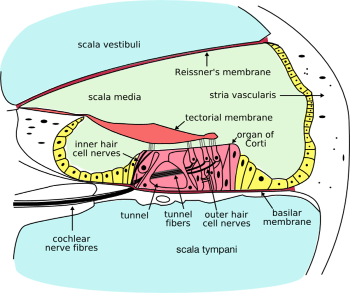 Label the structures of the cochlea.