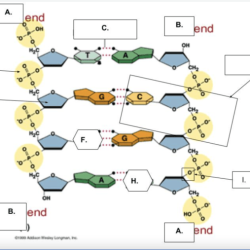 Honors biology semester 2 final exam