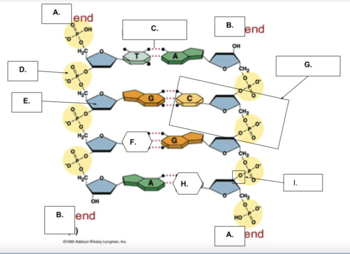 Honors biology semester 2 final exam