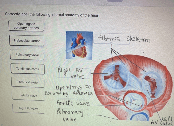 Correctly label the following internal anatomy of the heart.