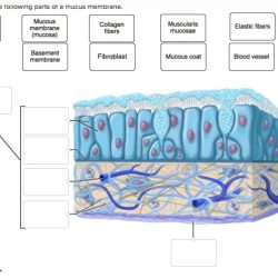 Label correctly following parts adjust problems award point membrane mucus pdf