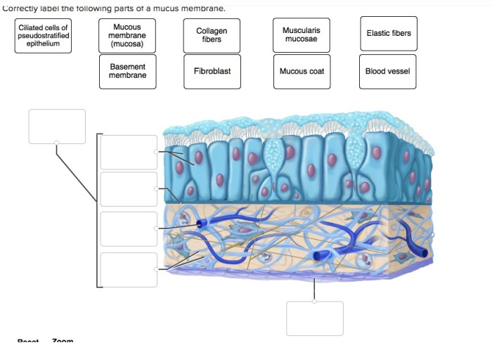 Label correctly following parts adjust problems award point membrane mucus pdf