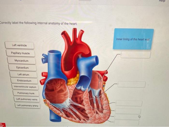 Correctly label the following internal anatomy of the heart.