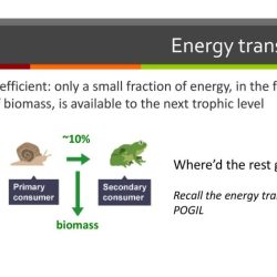 Energy transfer in living organisms pogil answers