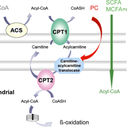 Carnitine palmitoyl transferase system cpt fig neurological neuropsychiatric relevance conditions possible