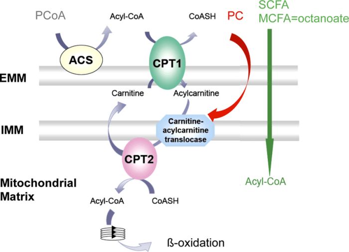 Carnitine palmitoyl transferase system cpt fig neurological neuropsychiatric relevance conditions possible