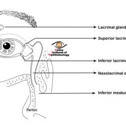 Correctly label the structures associated with the lacrimal apparatus.