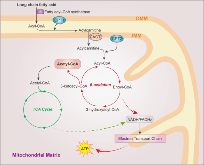 Carnitine acylcarnitine transport interconversion translocase palmitoyltransferase mitochondria cact cytosol cpti