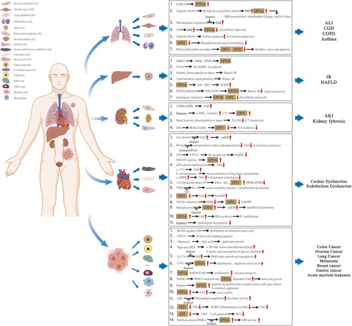 Label the enzymes and compounds of the carnitine shuttle system