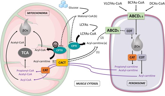 Label the enzymes and compounds of the carnitine shuttle system