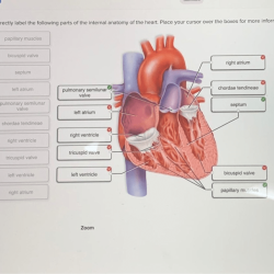 Label correctly internal anatomy following adjust problems award point heart pdf preview