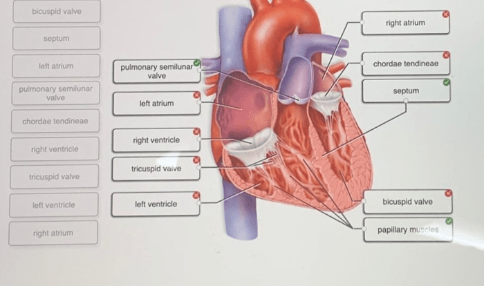 Label correctly internal anatomy following adjust problems award point heart pdf preview