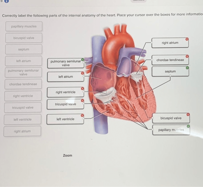 Label correctly internal anatomy following adjust problems award point heart pdf preview