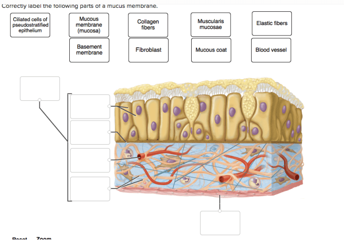 Correctly label the following parts of a mucous membrane.