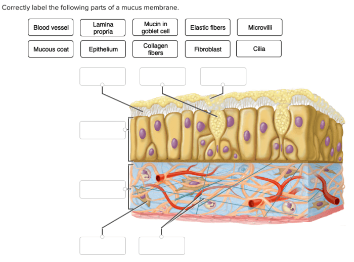 Correctly label the following parts of a mucous membrane.